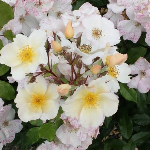 Rozen bestellen en bezorgen - Rosa Sally Holmes™ - wit - heesterrozen - zacht geurende roos - Robert A. Holmes - Zeer decoratief en lange bloei, bloemen in rijke trossen, uitstekend in een natuurlijke tuin.